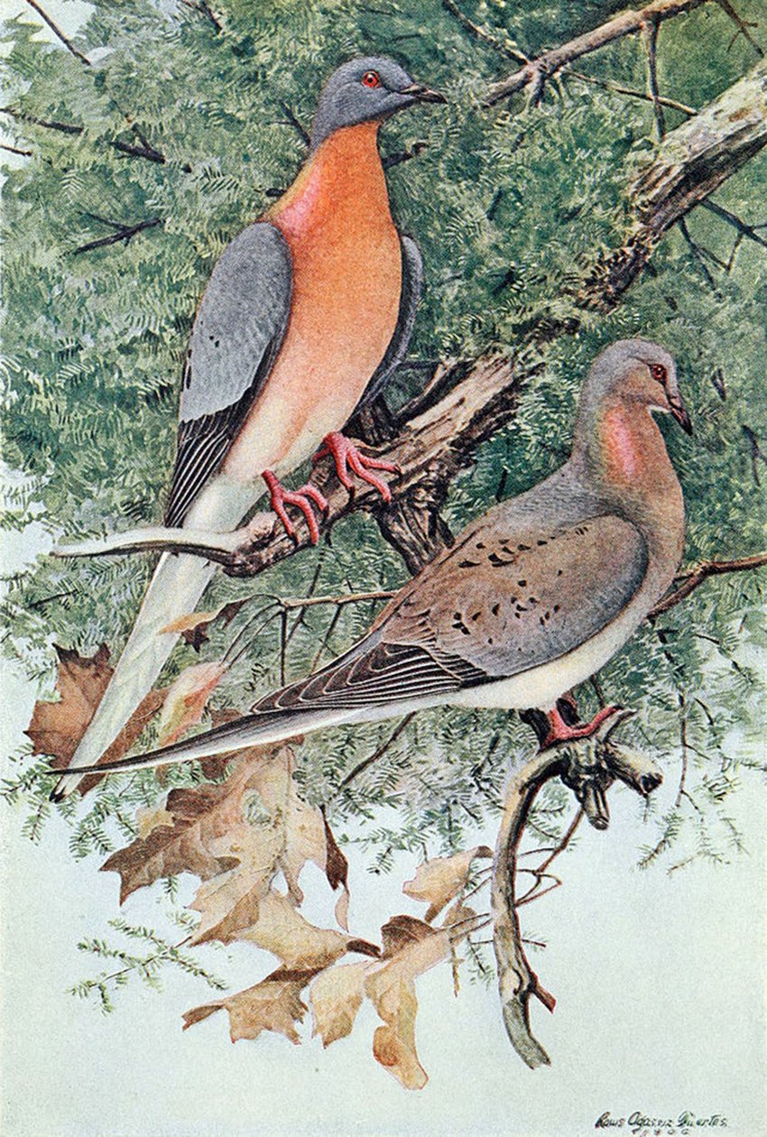 Utasgalambpár, 1906 alkotó: Louis Agassiz Fuertes