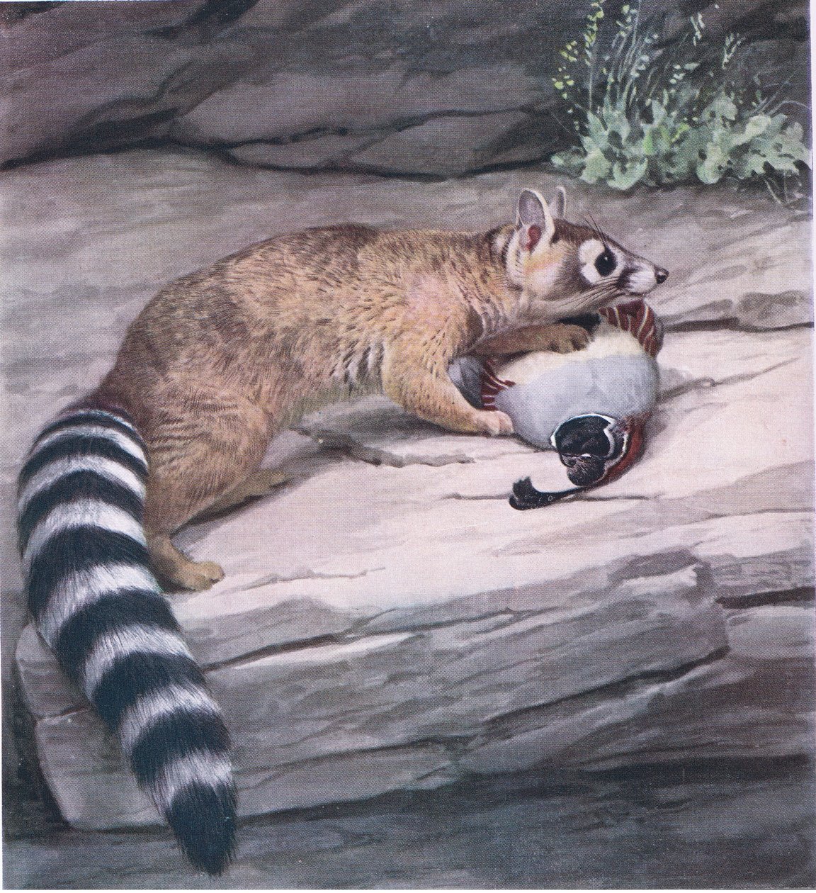 Éles szemű Ringtail fürjes alkotó: Louis Agassiz Fuertes