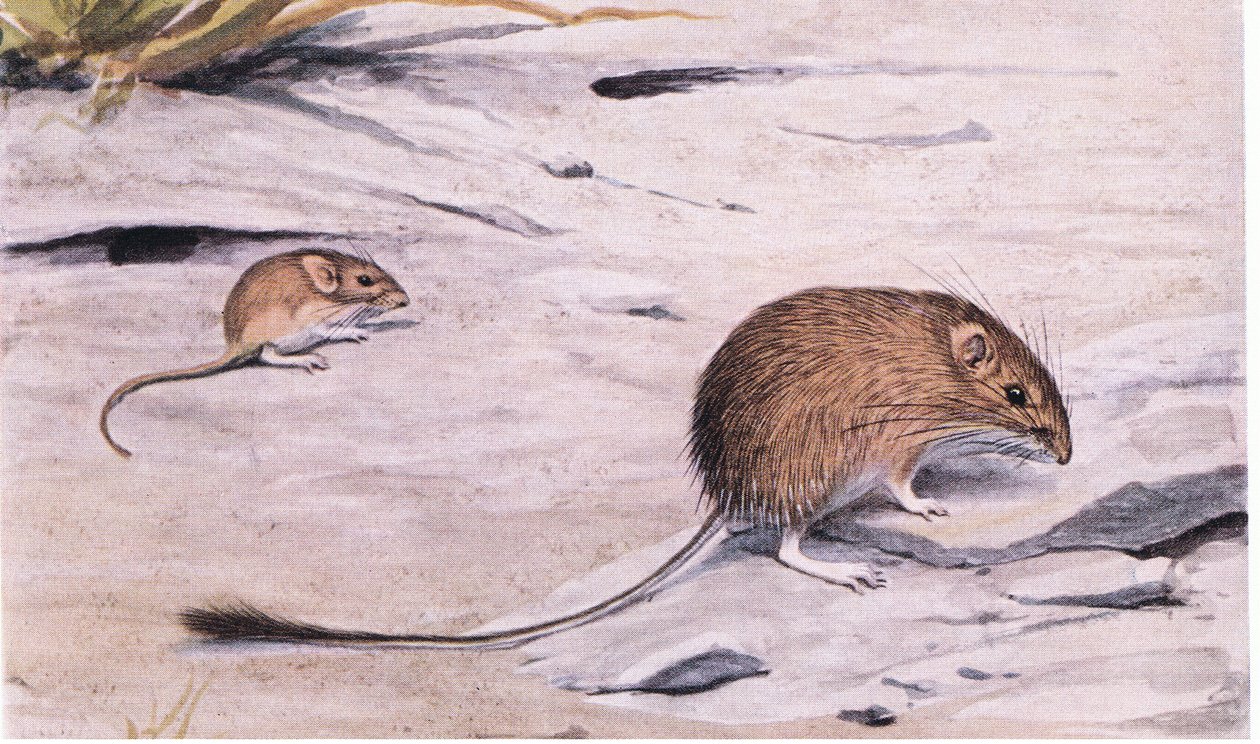 Silky Pocket Mouse felderítő magvakért alkotó: Louis Agassiz Fuertes