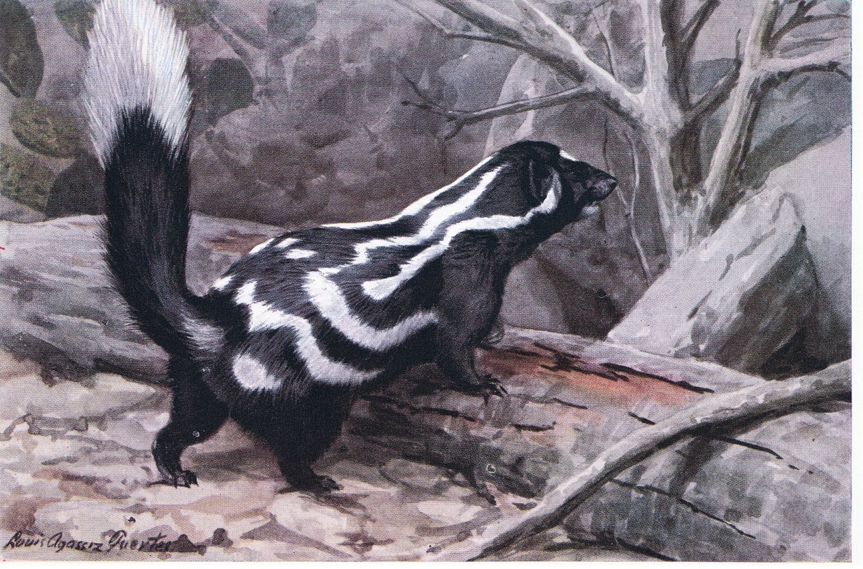Spotted Skunk, a foltok és csíkok sportos cikkcakkja díszíti a fényes kabátot. A legkisebb szukkák közül alkotó: Louis Agassiz Fuertes