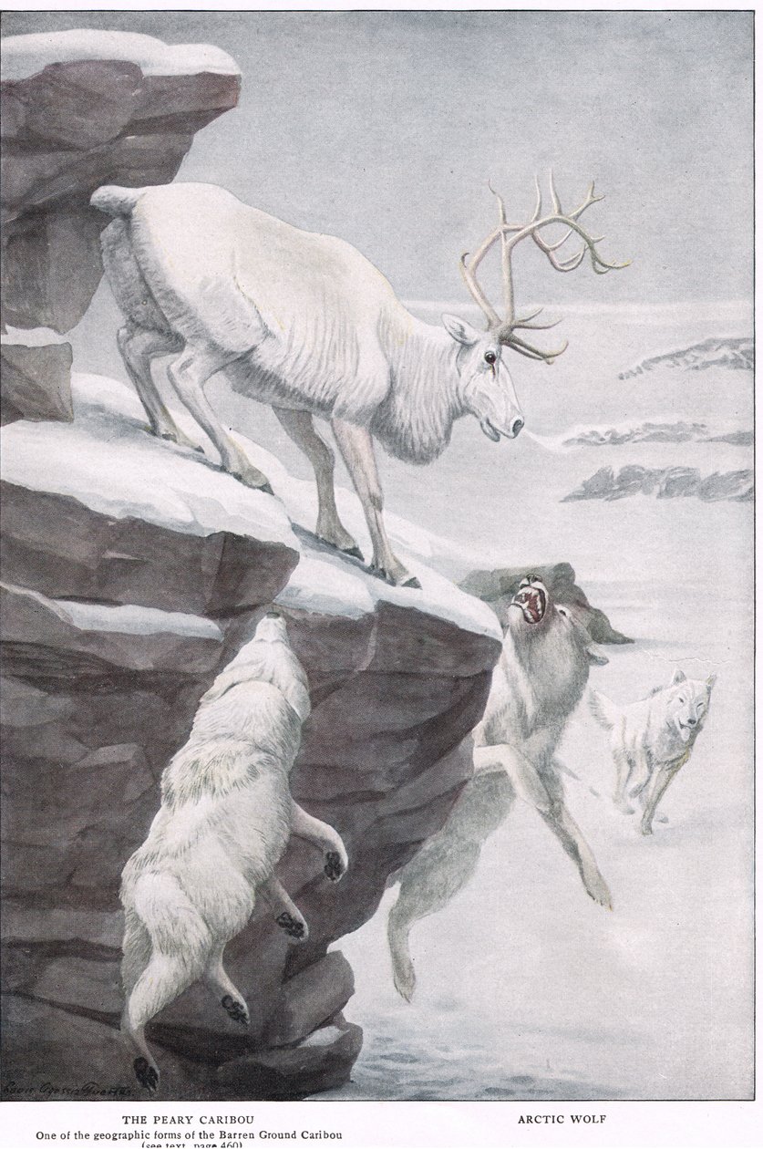 A Peary Caribou alkotó: Louis Agassiz Fuertes