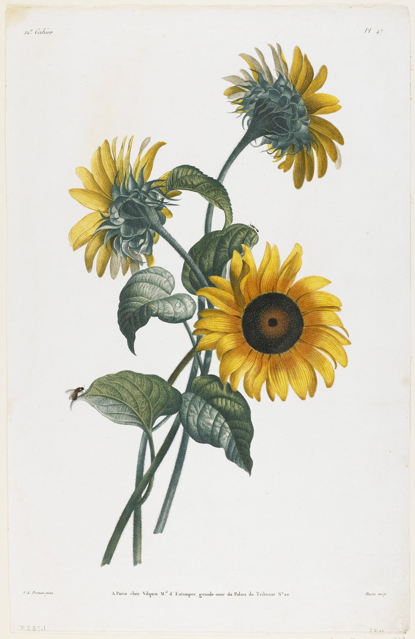 Tanulmány a napraforgókról, 1805 (csúcsmetszet) alkotó: Louis Charles Ruotte