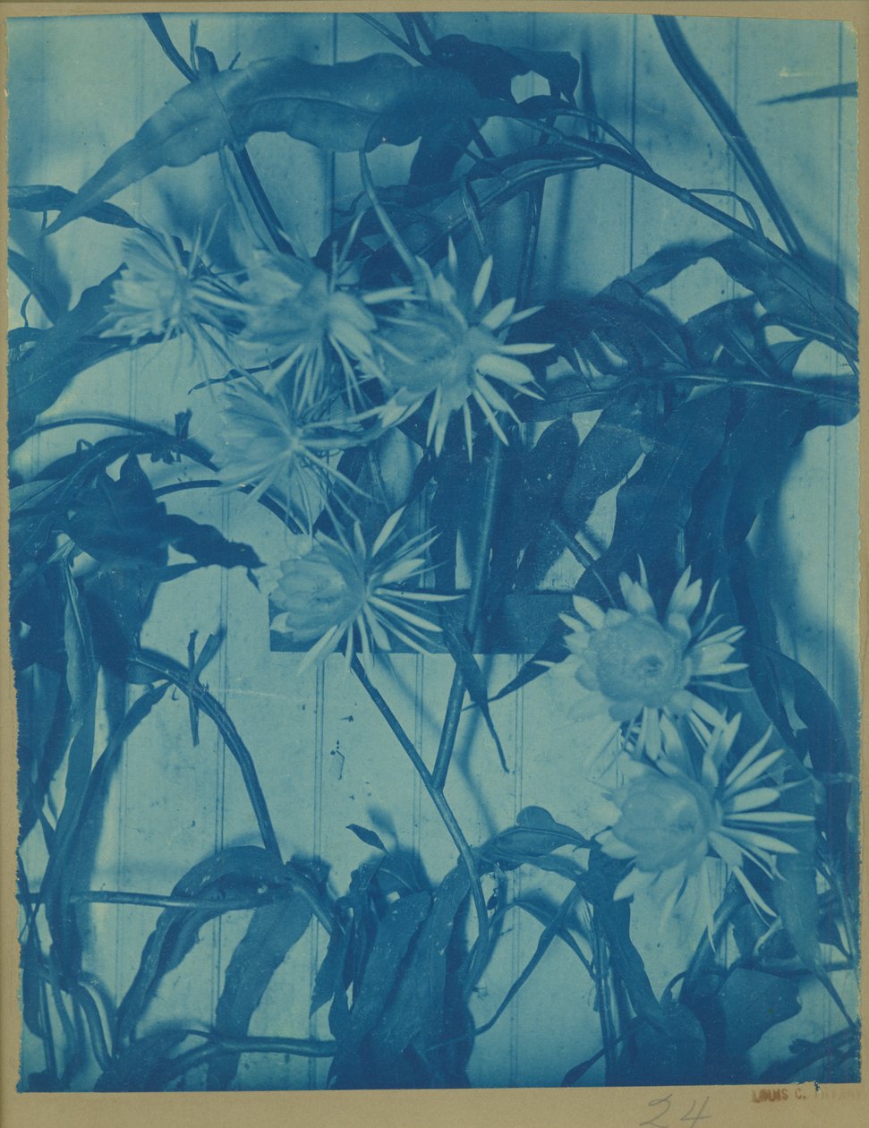 Floral Study, 1900 körül (cianotípia az eredeti tartón) alkotó: Louis Comfort Tiffany