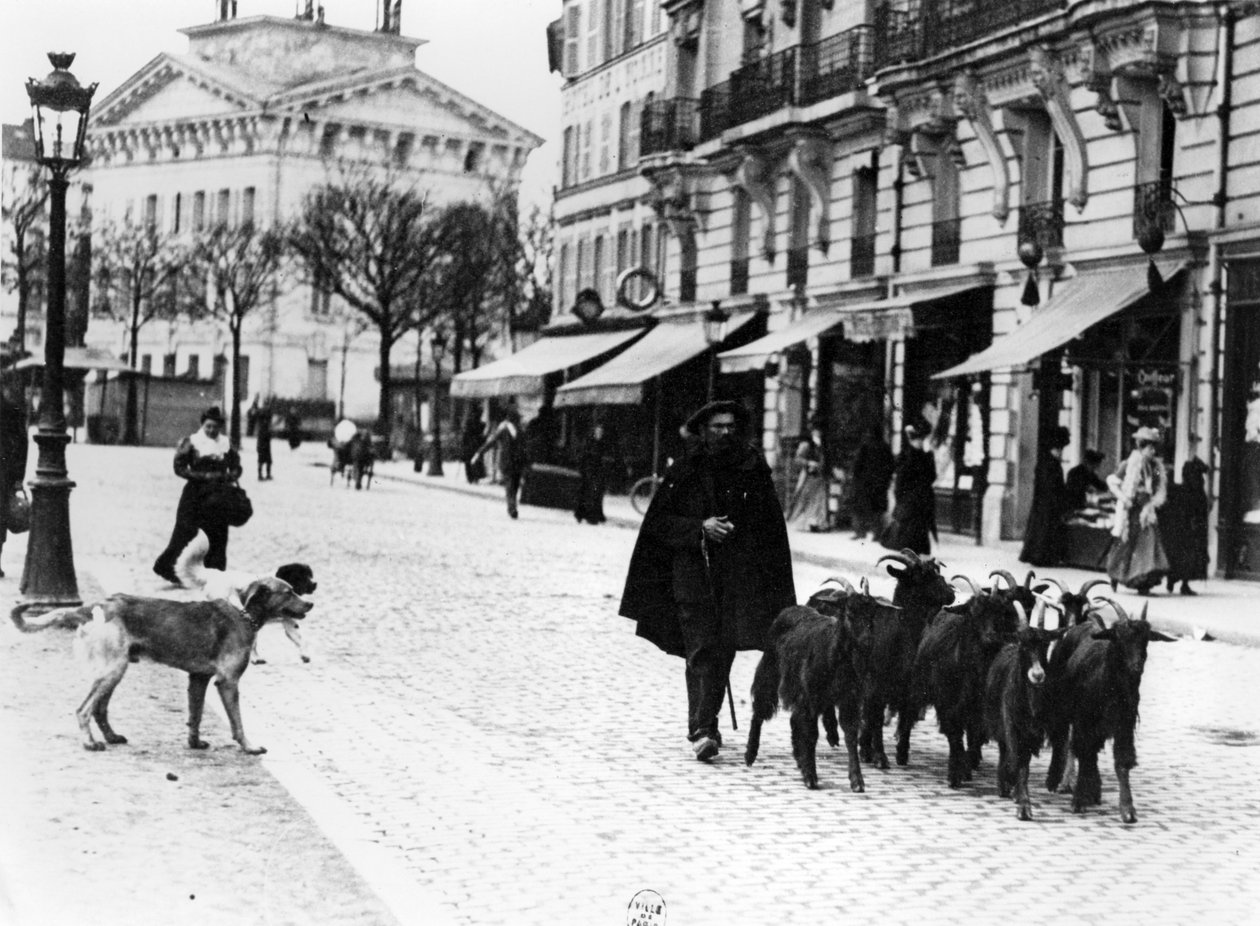 Kecskepásztor, aki kecskenyáját hajtja a Cours de Vincennes-ben, Párizsban, 1900 körül (bw fotó) alkotó: Louis Vert