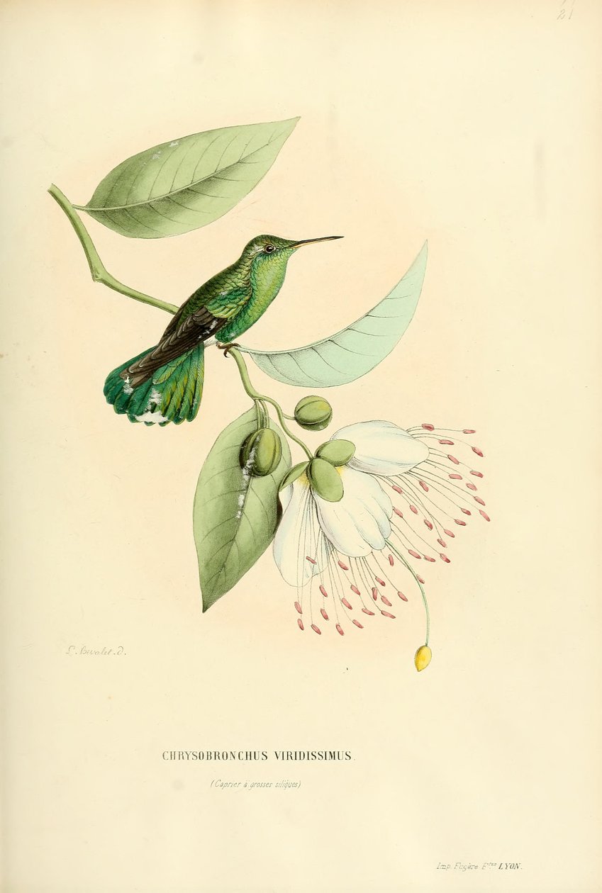 Polytmus theresiae theresiae alkotó: Louis Victor Bevalet