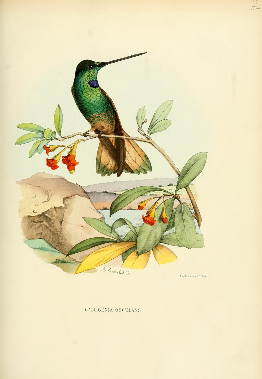 Calligenia csók = Coeligena csók alkotó: Louis Victor Bevalet