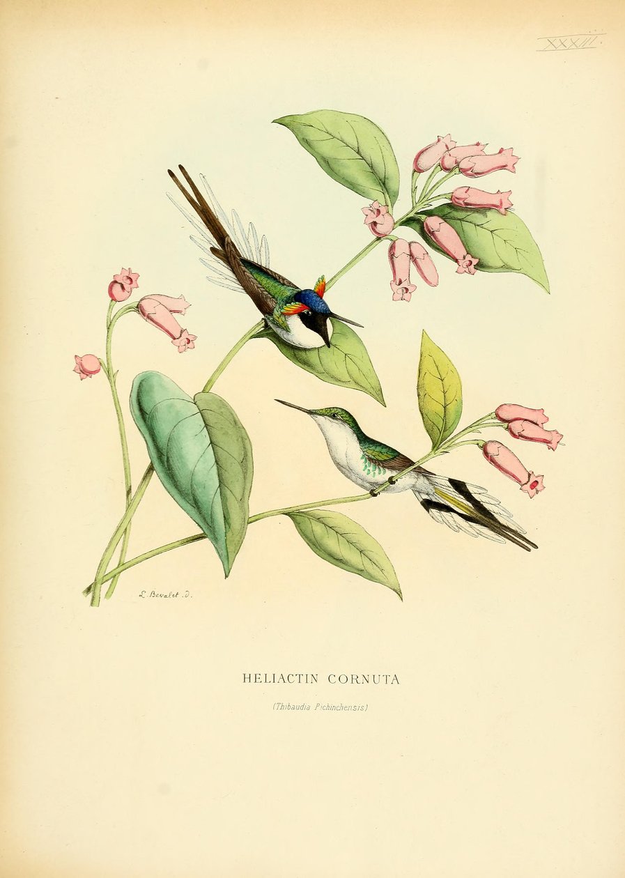Heliactin cornuta alkotó: Louis Victor Bevalet