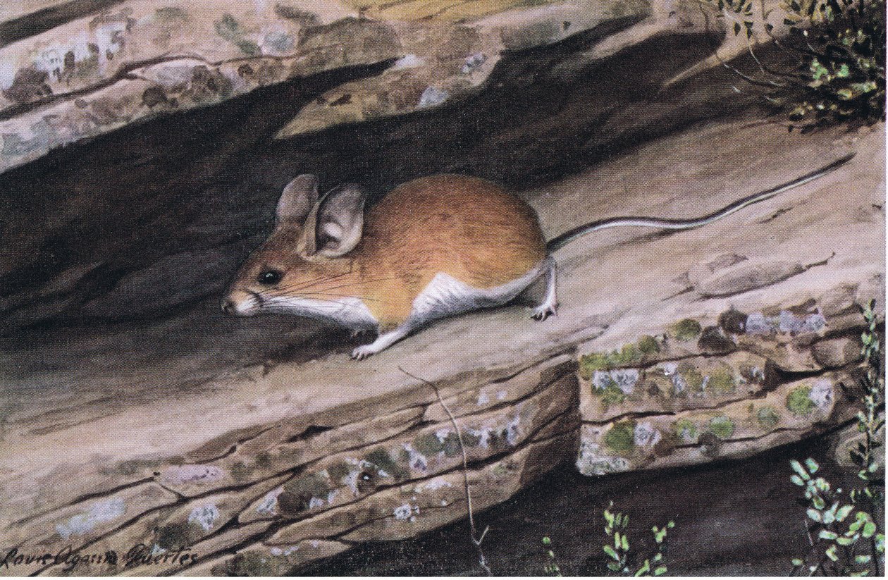 A Big Eared Pinion Mouse a fehér lábú klánt képviseli délnyugat zord kanyonjaiban alkotó: Louis Agassiz Fuertes