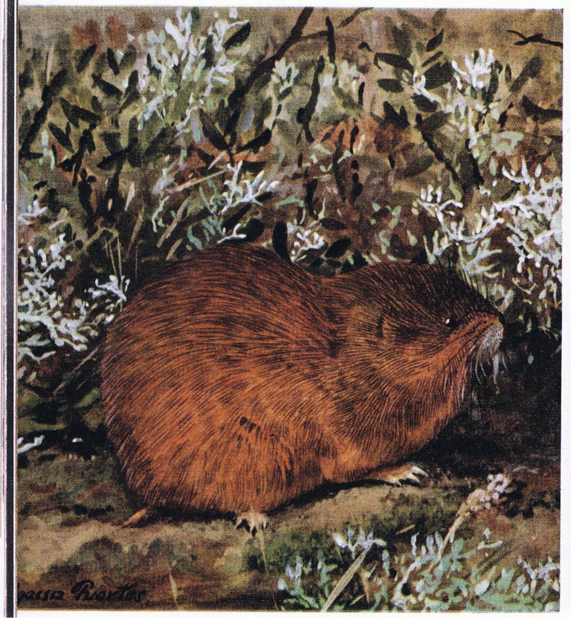 Brown Lemming, egy zömök rágcsáló, amely alagutak méhsejtjében él alkotó: Louis Agassiz Fuertes