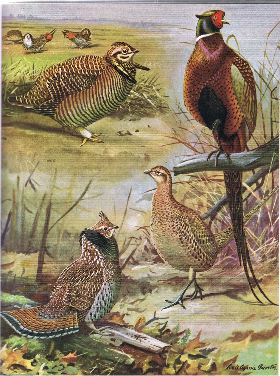 Heath Hen, Ring Necked Pheasant, Eastern Ruffed Grouse alkotó: Louis Agassiz Fuertes