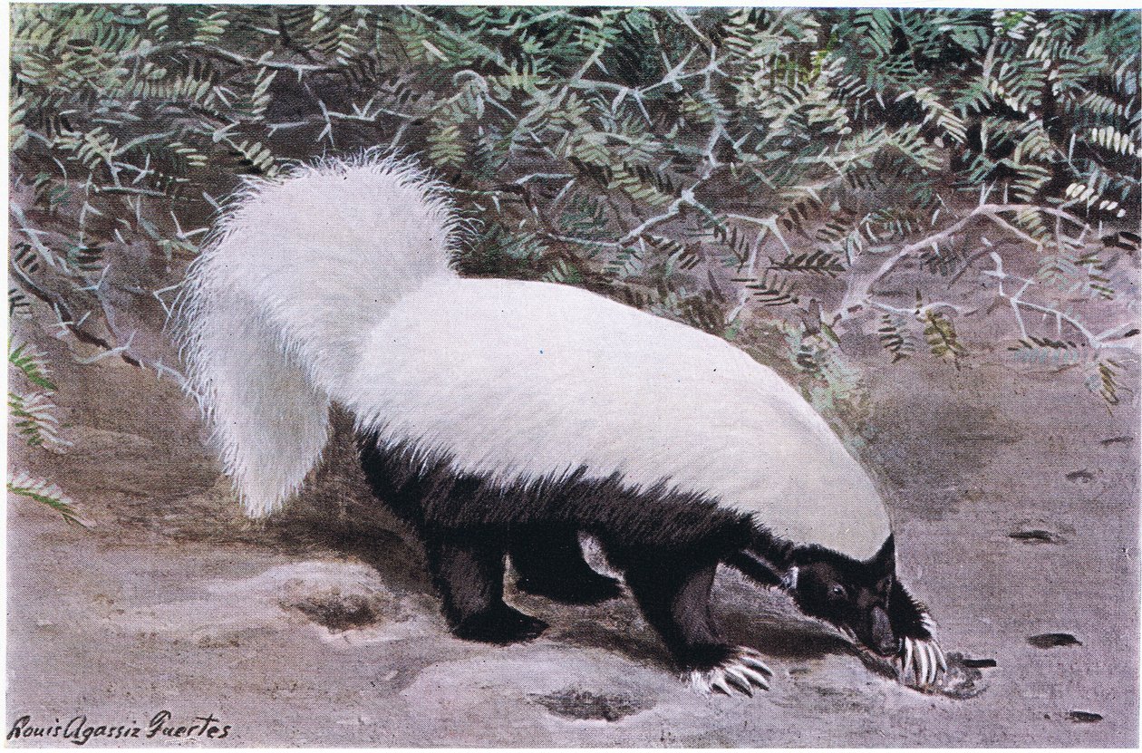 Hog Nosed Skunk, fehér felső, fekete alsó, hosszú karmokkal ás az élelem után alkotó: Louis Agassiz Fuertes