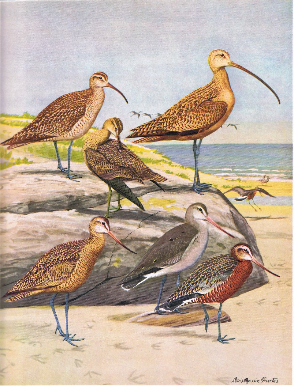 Hudsonian Curlew, Eskimo Curlew, Long Billed Curlew, Marbled Godwit, Hudsonian Godwit alkotó: Louis Agassiz Fuertes