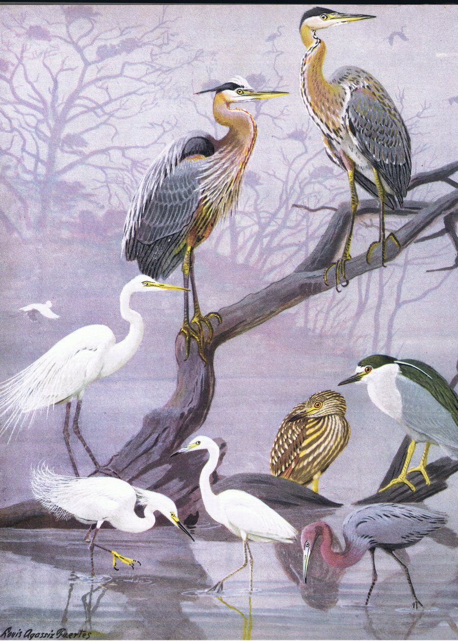 Illusztráció a The Natural History of American Birds of Eastern and Central North America pubból. írta: Bramhall House 1970 körül alkotó: Louis Agassiz Fuertes