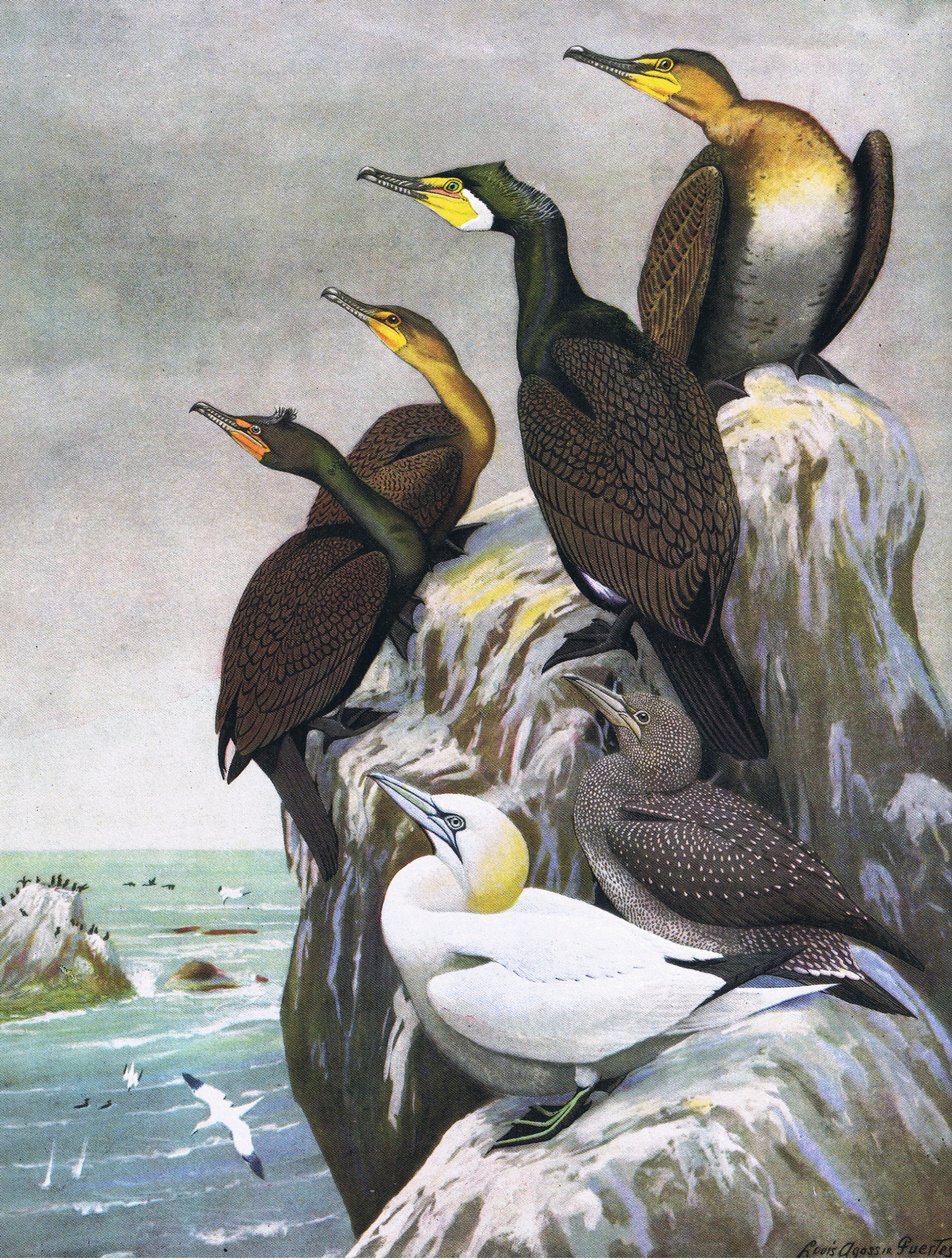 Illusztráció a The Natural History of American Birds of Eastern and Central North America pubból. írta: Bramhall House 1970 körül alkotó: Louis Agassiz Fuertes