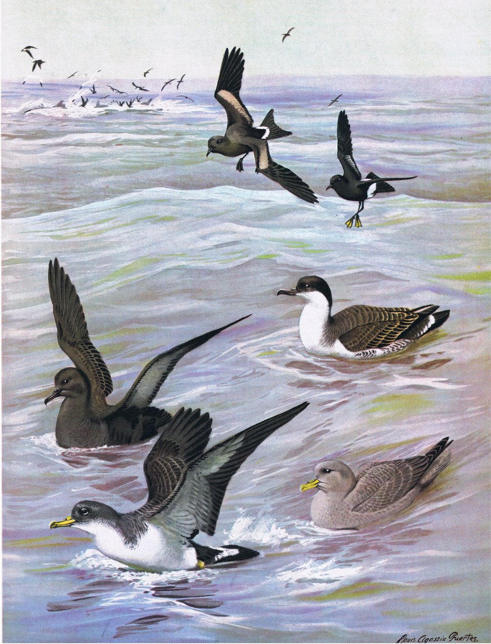 Illusztráció a The Natural History of American Birds of Eastern and Central North America pubból. írta: Bramhall House 1970 körül alkotó: Louis Agassiz Fuertes
