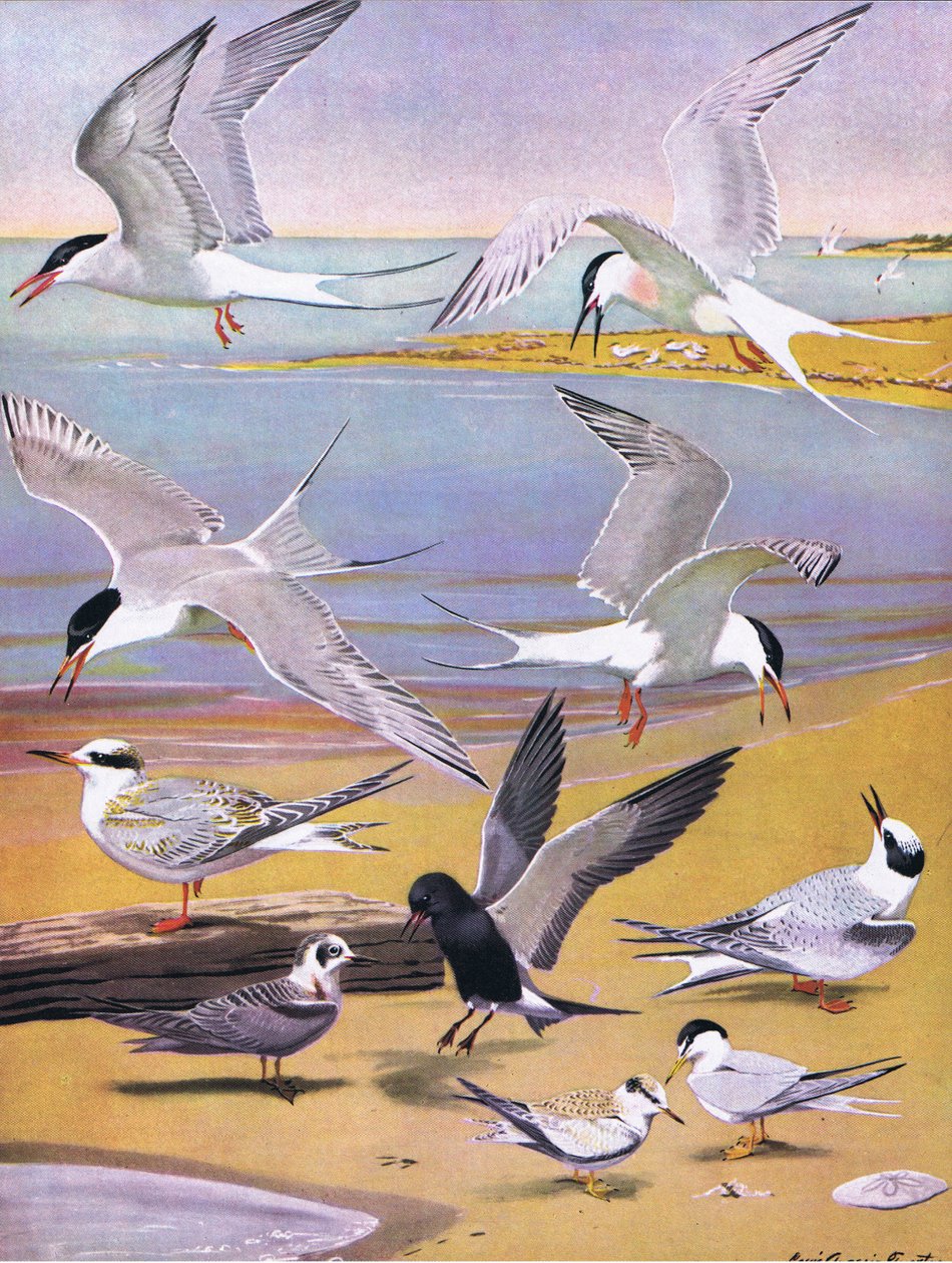 Illusztráció a The Natural History of American Birds of Eastern and Central North America pubból. írta: Bramhall House 1970 körül alkotó: Louis Agassiz Fuertes