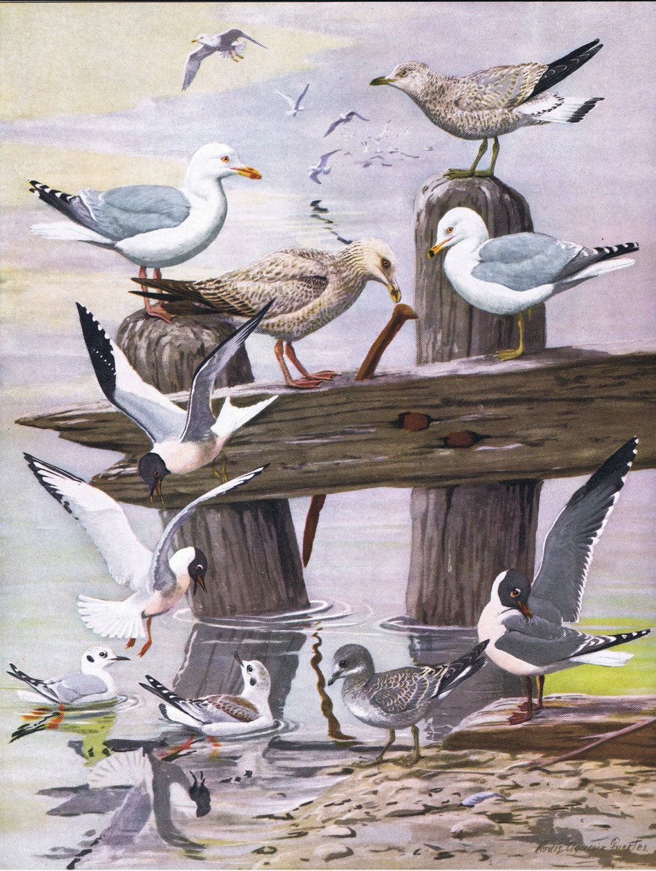 Illusztráció a The Natural History of American Birds of Eastern and Central North America pubból. írta: Bramhall House 1970 körül alkotó: Louis Agassiz Fuertes