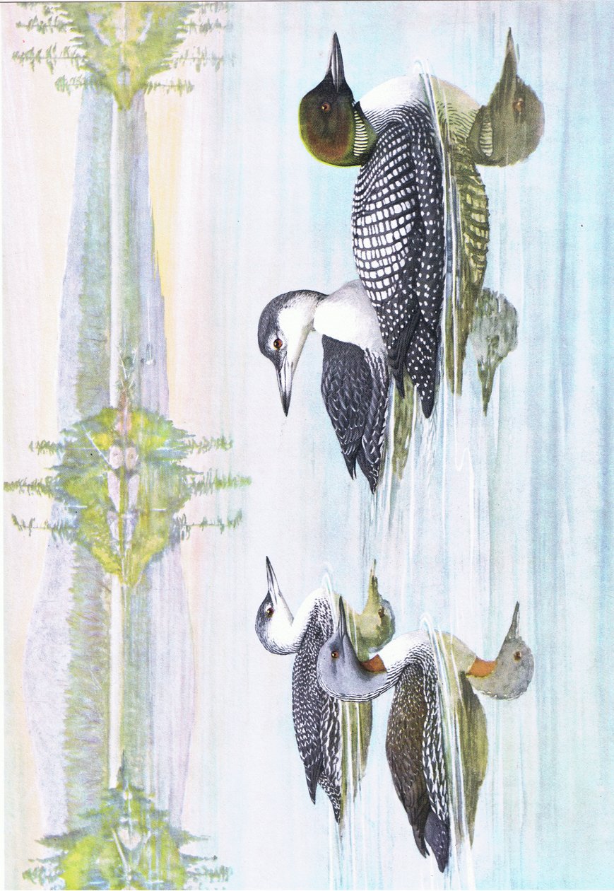 Illusztráció a The Natural History of American Birds of Eastern and Central North America pubból. írta: Bramhall House 1970 körül alkotó: Louis Agassiz Fuertes