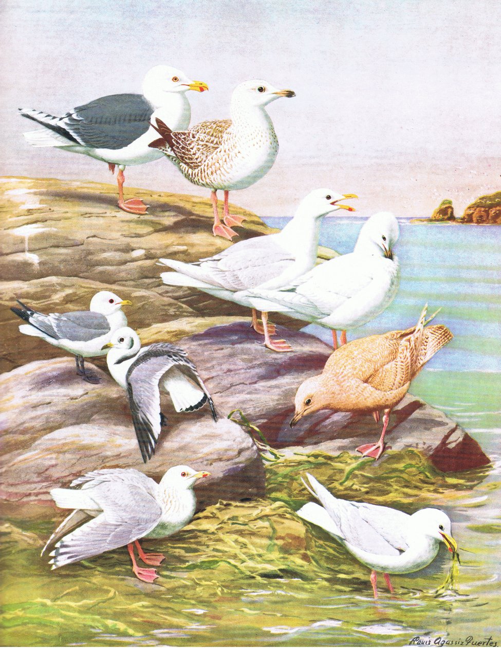 Illusztráció a The Natural History of American Birds of Eastern and Central Nort America című kiadványból, Bramhall House, 1970 körül. alkotó: Louis Agassiz Fuertes