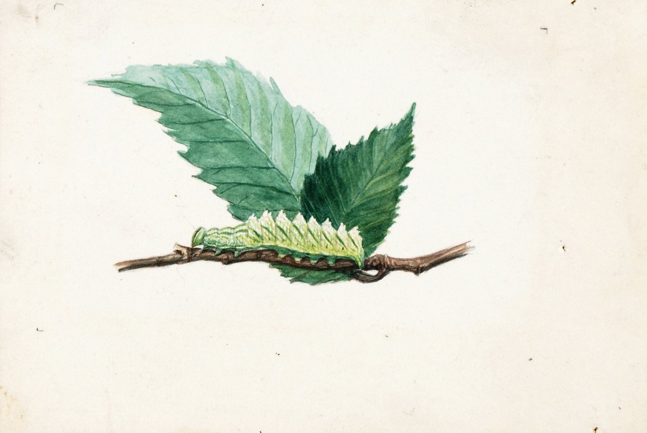 Csipkés levélszegély hernyó, tanulmány a Concealing Coloration in the Animal Kingdom című könyvhöz alkotó: Louis Agassiz Fuertes