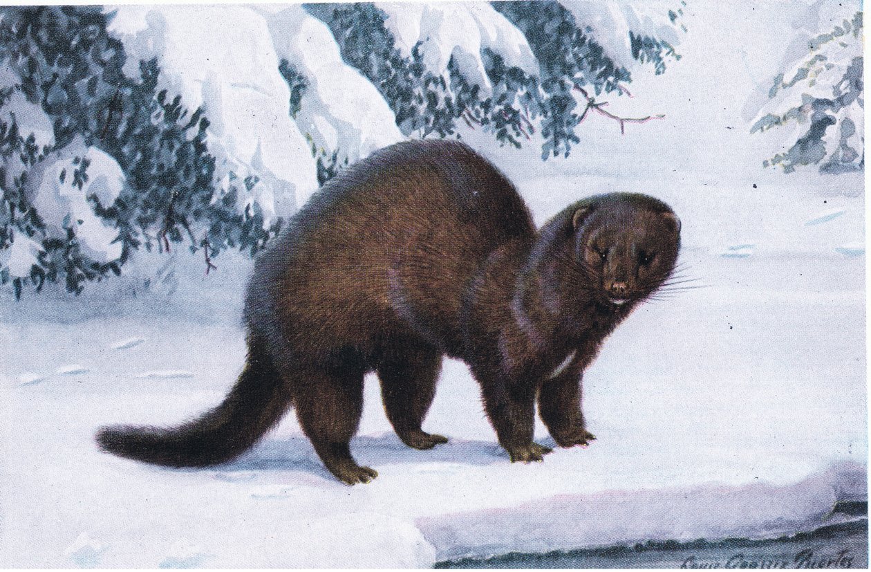 A Mink alkotó: Louis Agassiz Fuertes