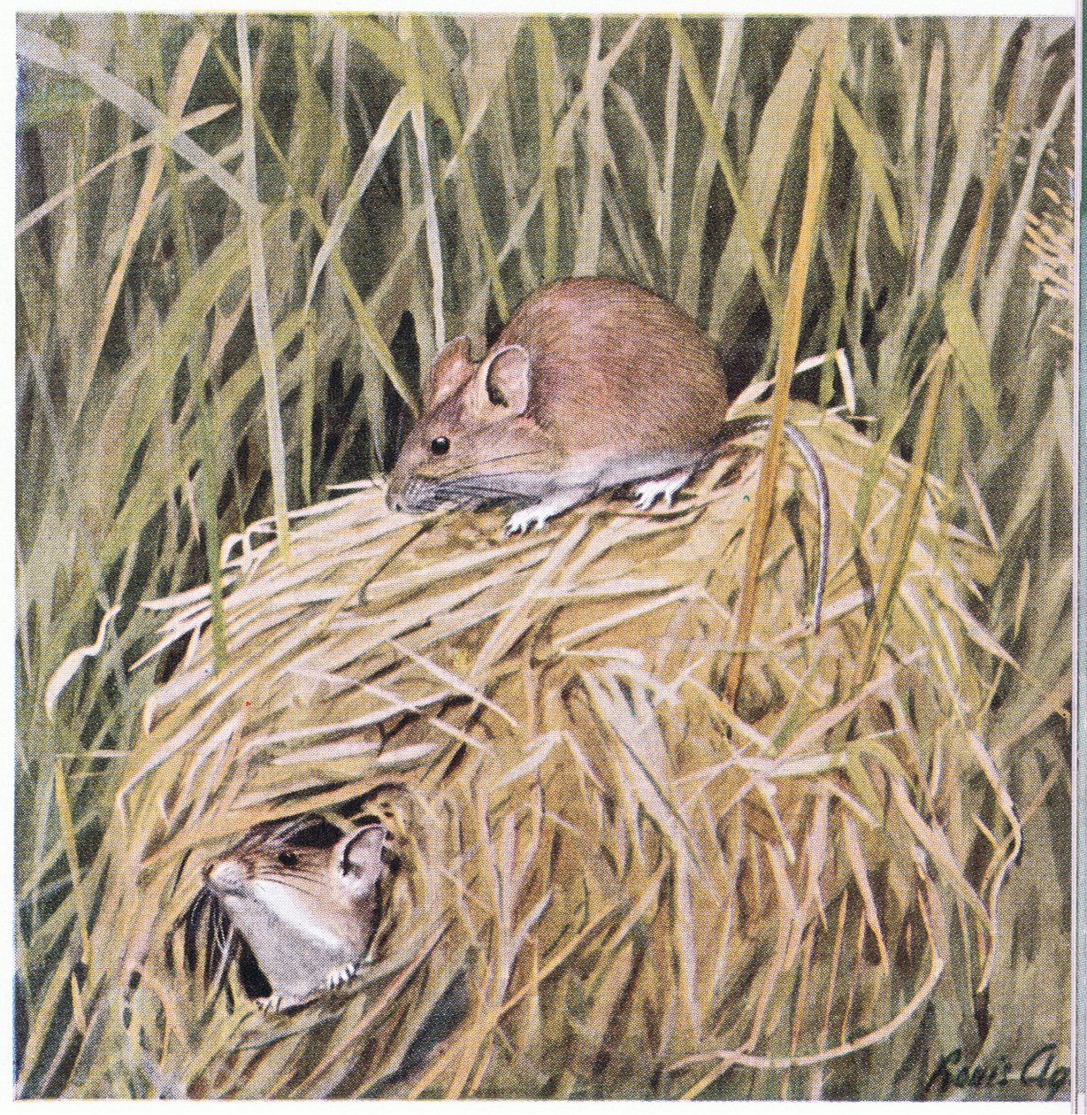A Western Harvest Mouse füves fészekben él és szaporodik alkotó: Louis Agassiz Fuertes
