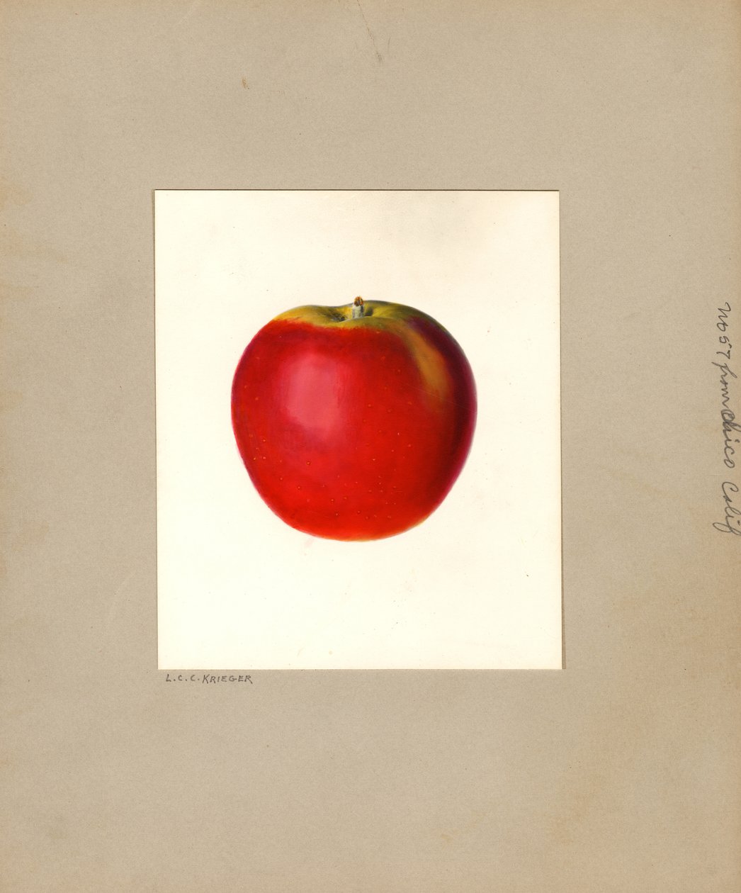 Alma (Malus domestica: No. 57) (akvarell) alkotó: Louis Charles Christopher Krieger