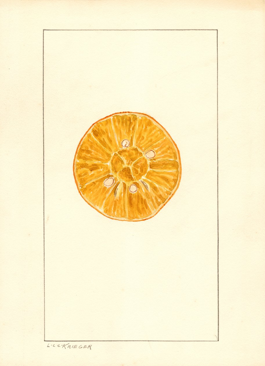 Narancs (Citrus sinensis) (vízfesték) alkotó: Louis Charles Christopher Krieger