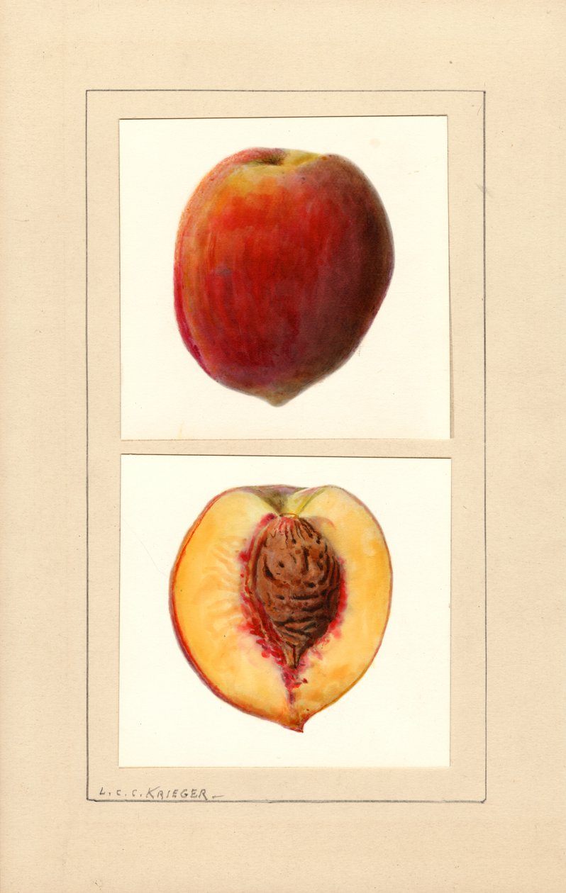 Őszibarack (Prunus persica: 10. szám) (akvarell) alkotó: Louis Charles Christopher Krieger