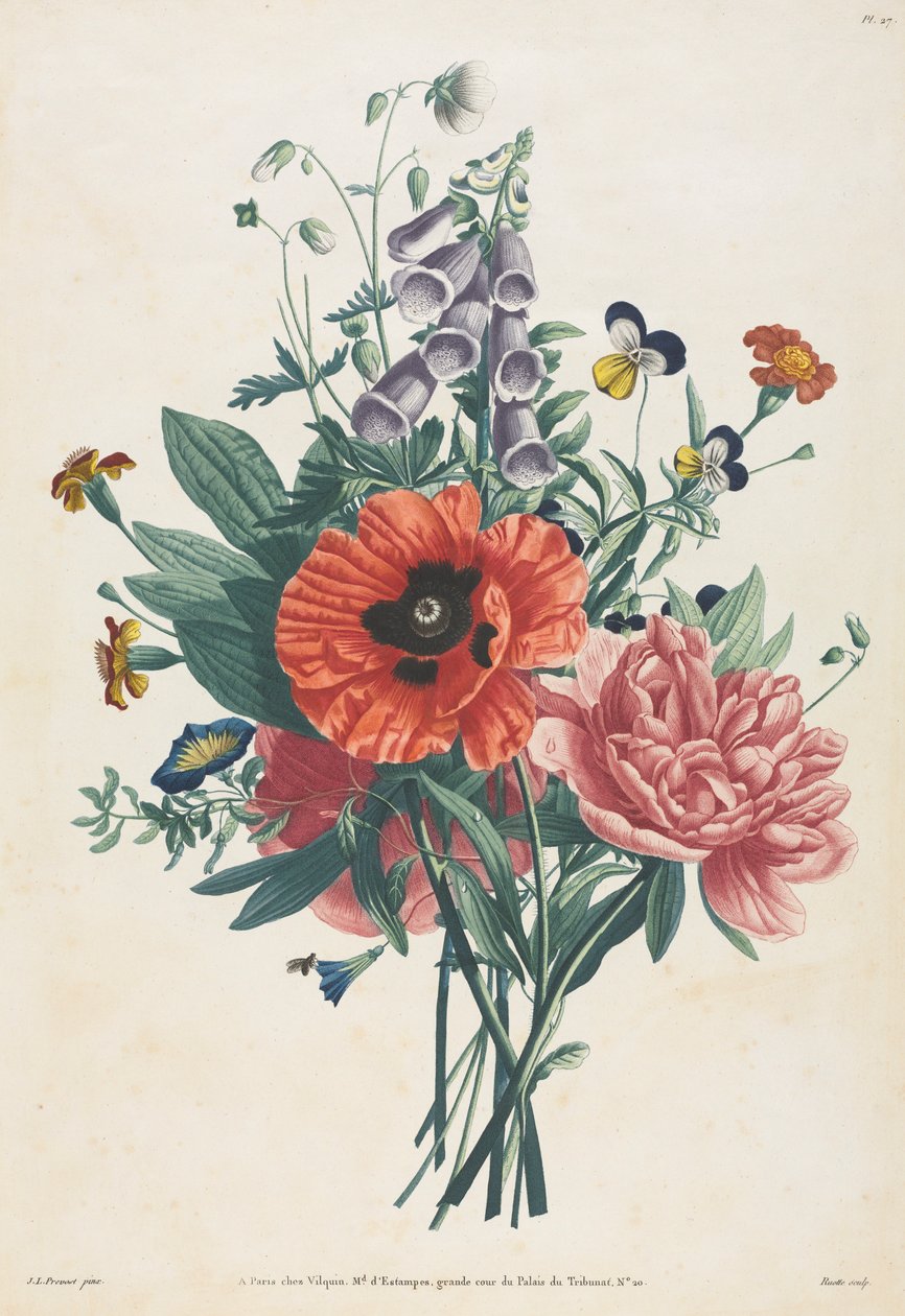 Természet után festett virágok és gyümölcsök gyűjteménye: Gyűszűvirágcsokor, Clematis..., 1805. alkotó: Louis Charles Ruotte
