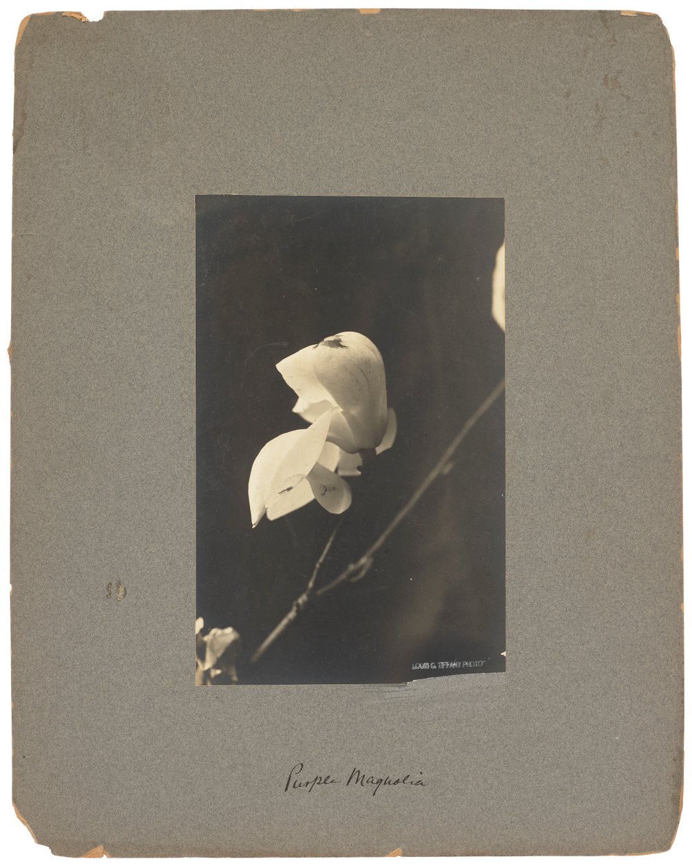 Tiffany Studios, 1898-1920 (f/f fénykép) alkotó: Louis Comfort Tiffany