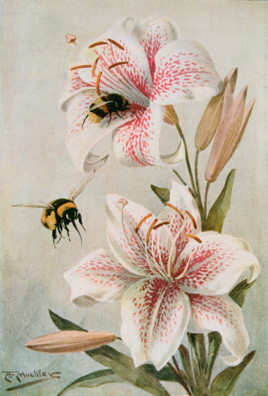 Méhek és liliomok, illusztráció: William J. Claxton „Stories of Insect Life” című könyvéből alkotó: Louis Fairfax Muckley