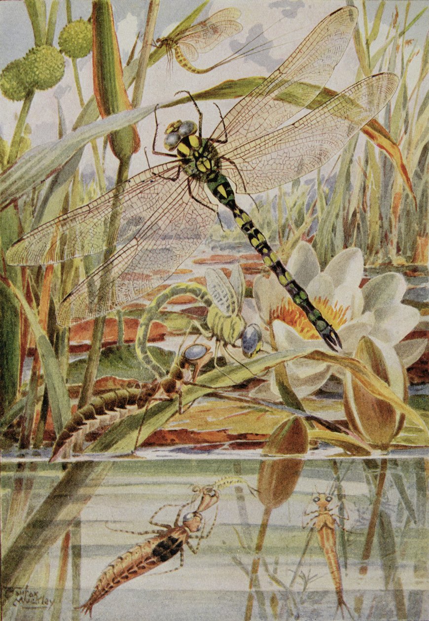 Dragonfly and Mayfly, illusztráció a "Rovarélet történetei" című művéből, William J. Claxton alkotó: Louis Fairfax Muckley