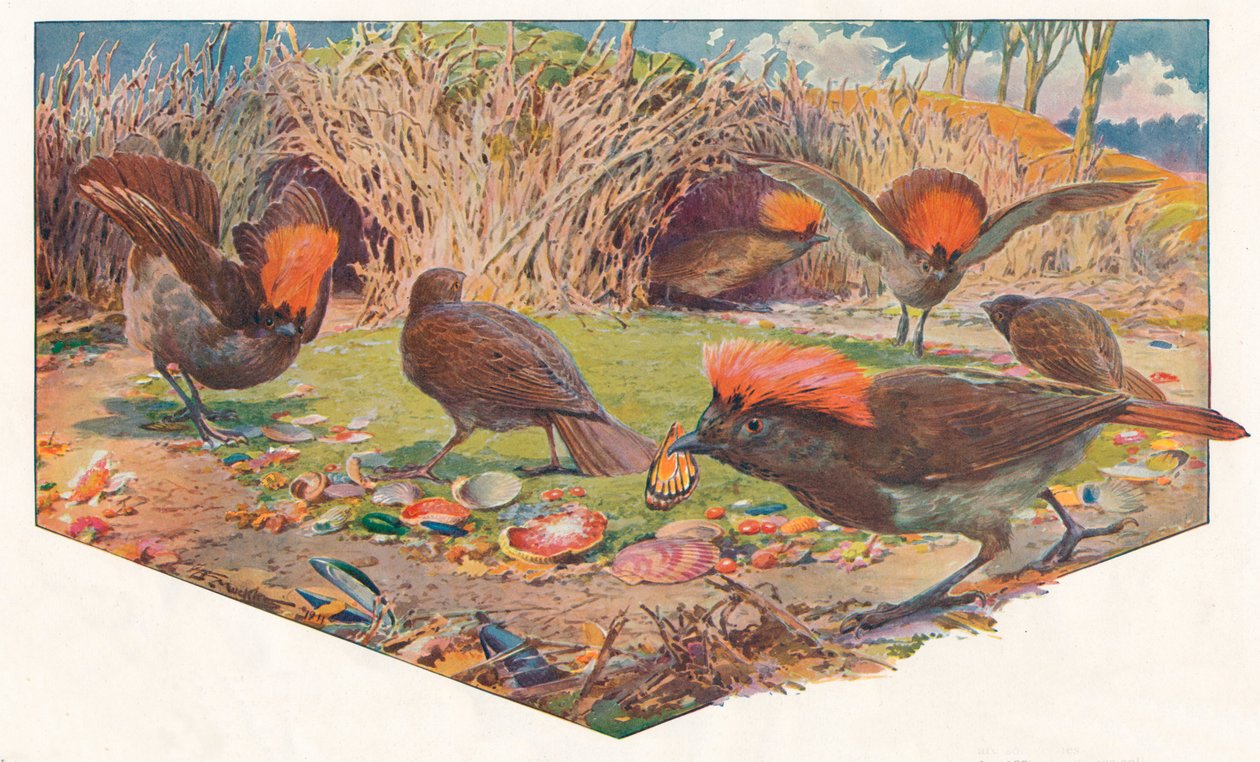 Kertész Bower Birds, 1911, 1911 alkotó: Louis Fairfax Muckley