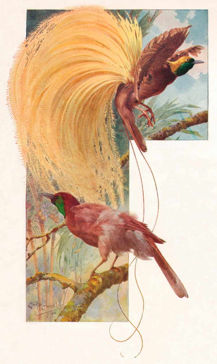 A paradicsomi nagy madarak, 1910, 1911 alkotó: Louis Fairfax Muckley