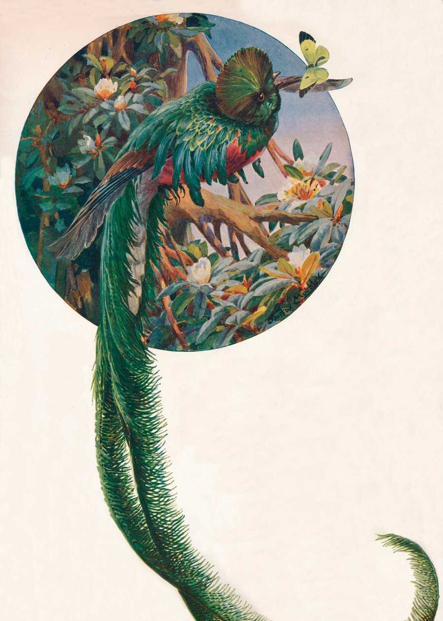 „Long-tailed Trogons”, 1910, 1911 alkotó: Louis Fairfax Muckley