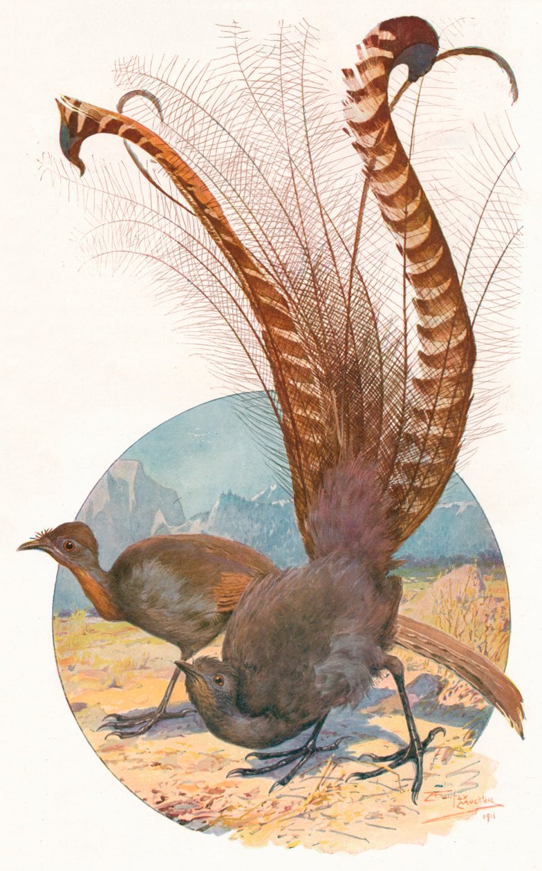 „Lyra Birds”, 1911, 1911 alkotó: Louis Fairfax Muckley