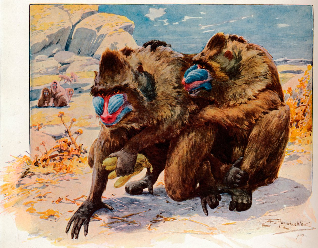 Mandrills, 1910, 1911 alkotó: Louis Fairfax Muckley