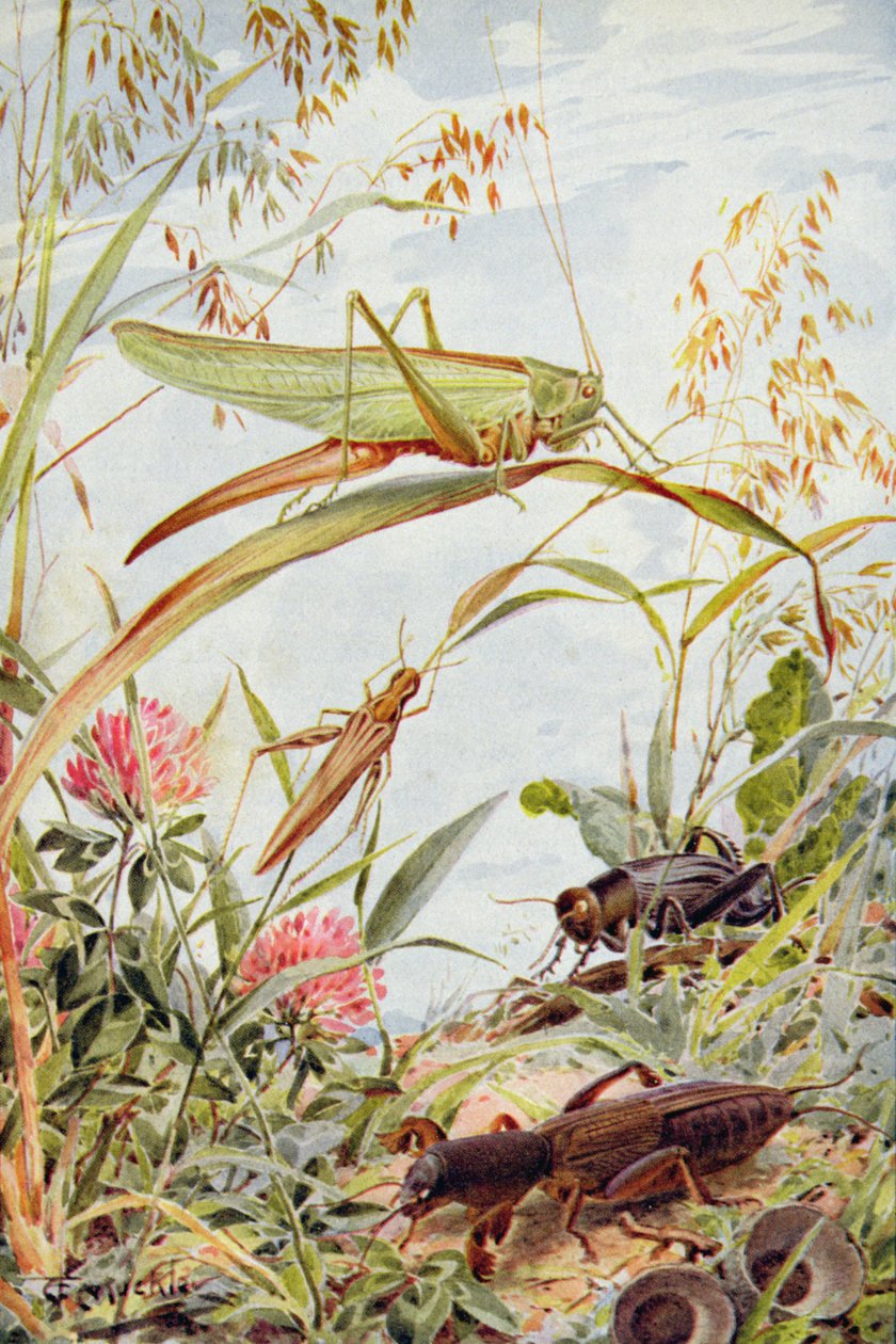 Zenés rovarok, illusztráció William J. Claxton „Stories of Insect Life” című könyvéből alkotó: Louis Fairfax Muckley