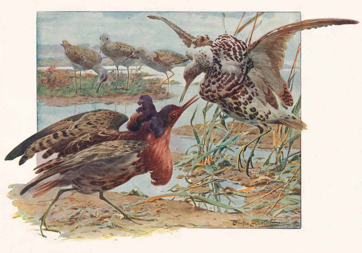 Ruffs és Reeves, c1910, 1911 alkotó: Louis Fairfax Muckley
