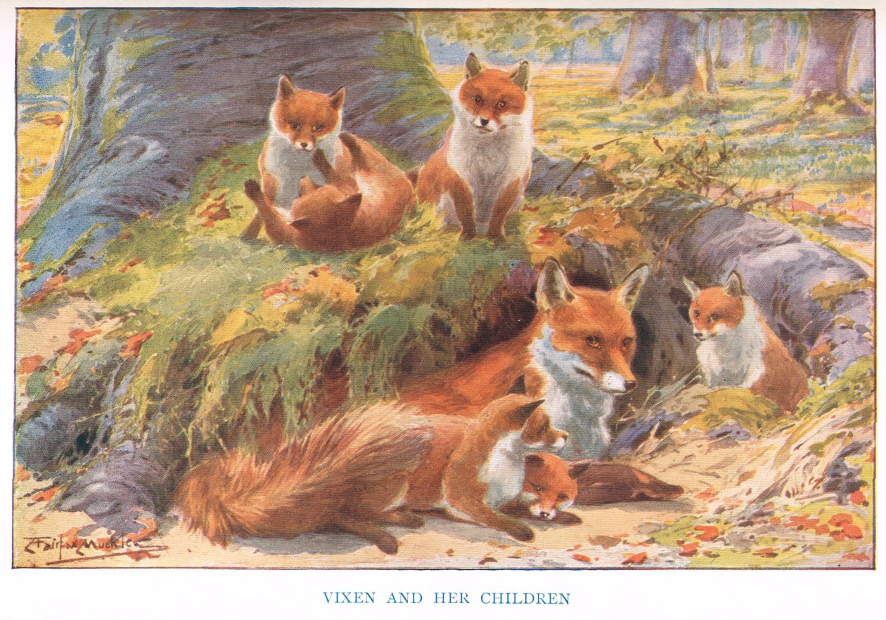 Vixen és gyermekei, illusztráció a Vidéki utak és vidéki napokból (színes litó) alkotó: Louis Fairfax Muckley