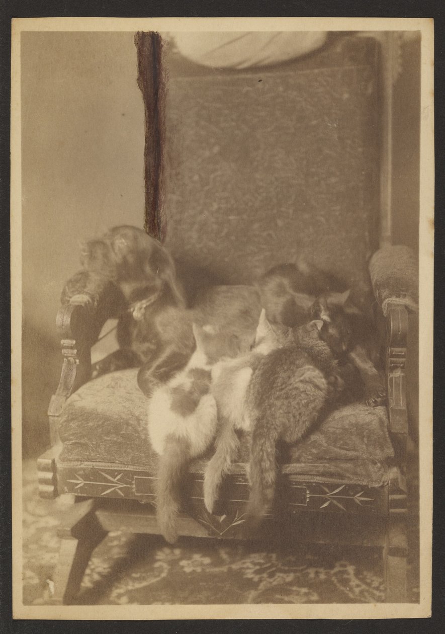 [Cuddling Cats and Dog] alkotó: Louis Fleckenstein