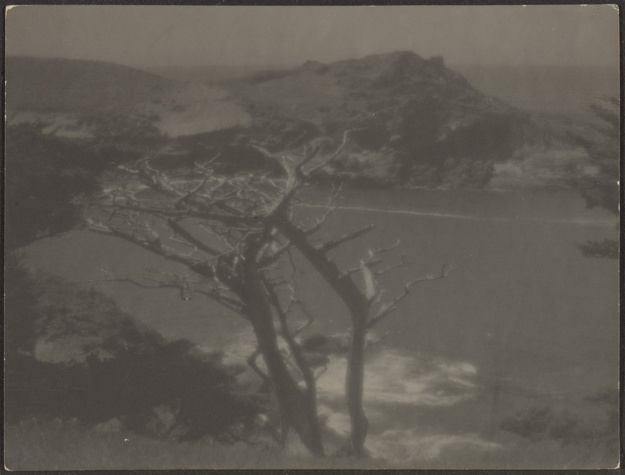 [Cypress on Coast] alkotó: Louis Fleckenstein