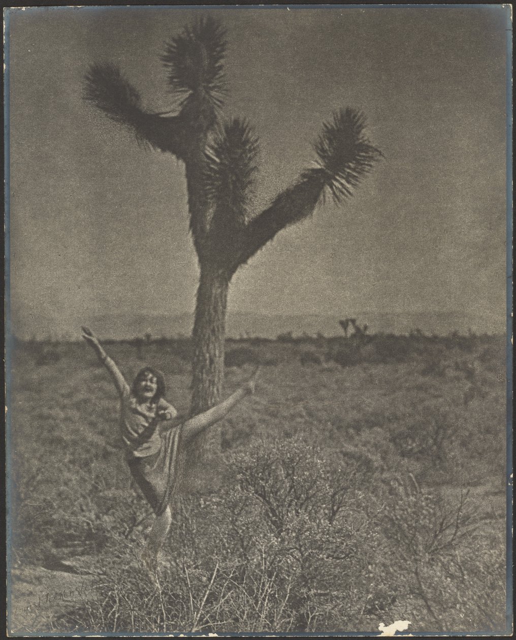 [Táncos a Joshua Tree-nél] alkotó: Louis Fleckenstein