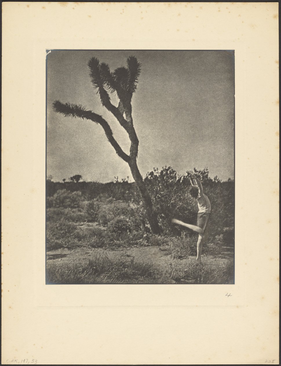[Táncos a Joshua Tree-nél] alkotó: Louis Fleckenstein