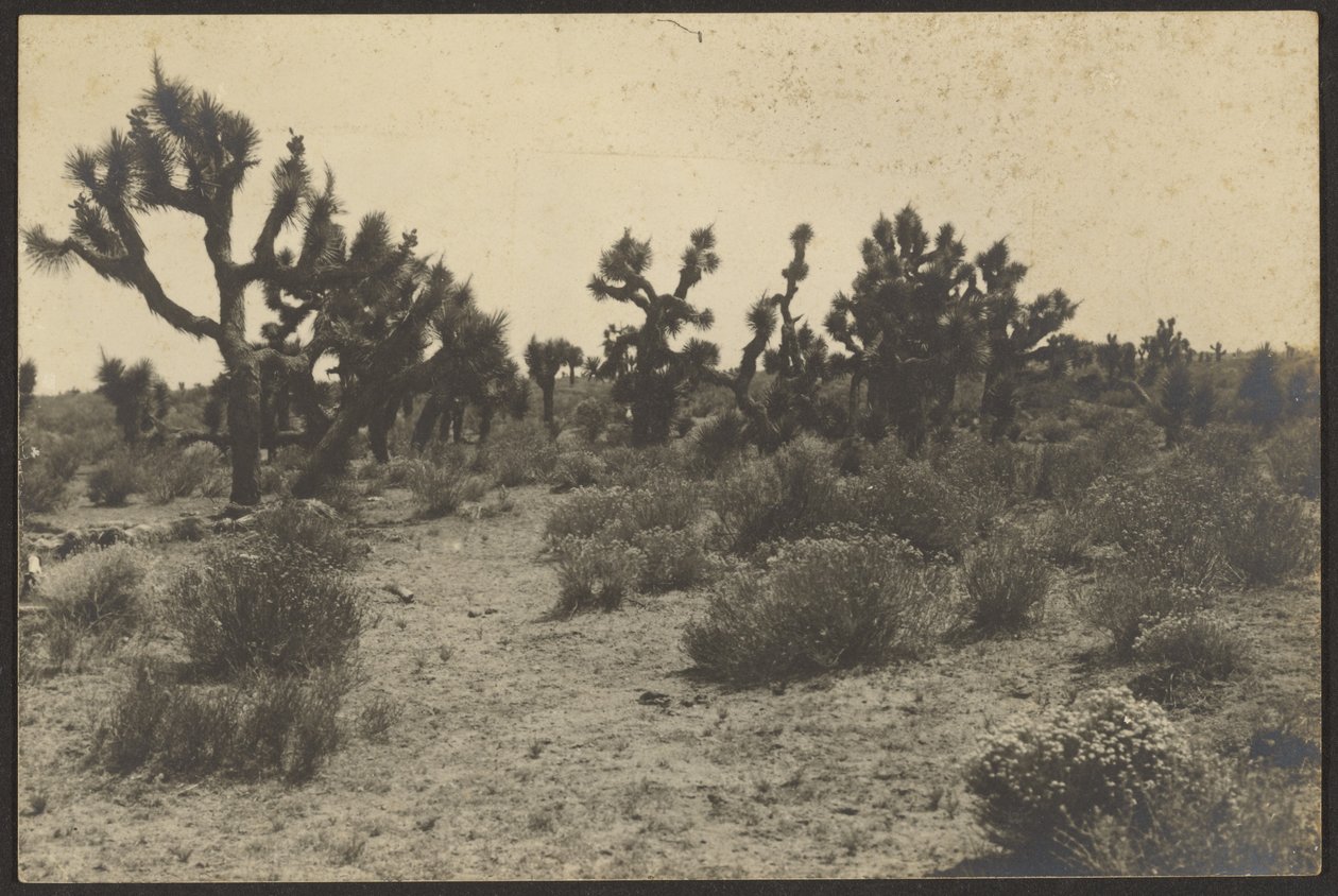 Mojave sivatag alkotó: Louis Fleckenstein