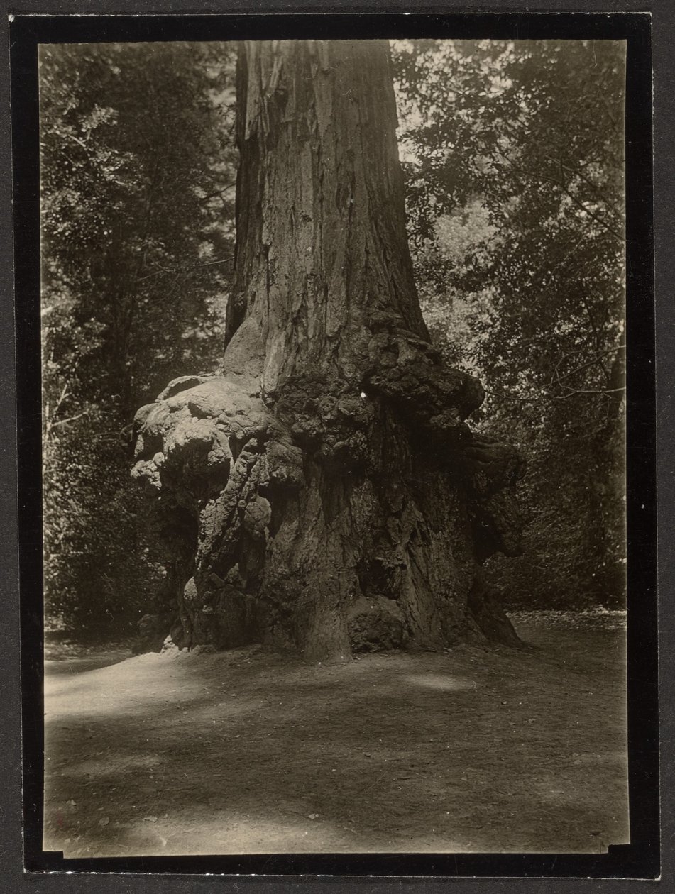 [Mamutfenyő, Big Basin] alkotó: Louis Fleckenstein