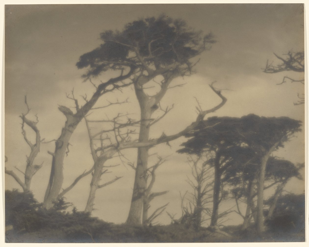 Twin Brothers - Carmel alkotó: Louis Fleckenstein