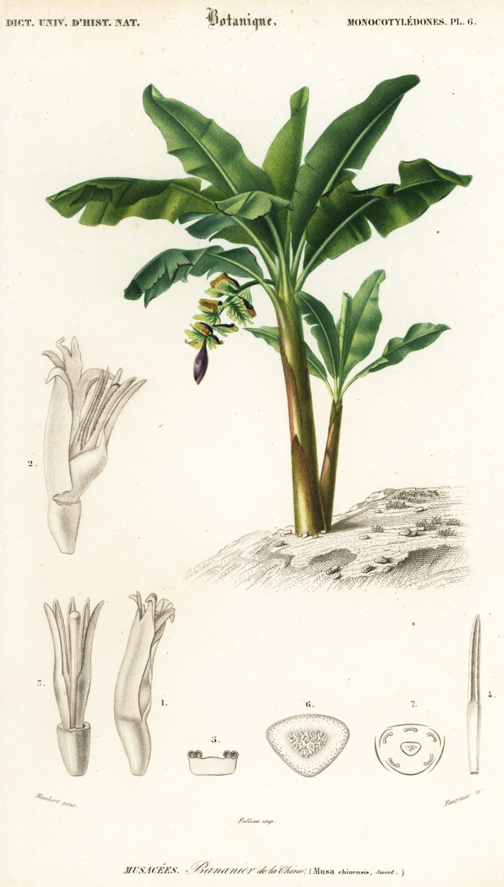 Banán, Musa acuminata., 1849 (metszet) alkotó: Louis Joseph Edouard Maubert