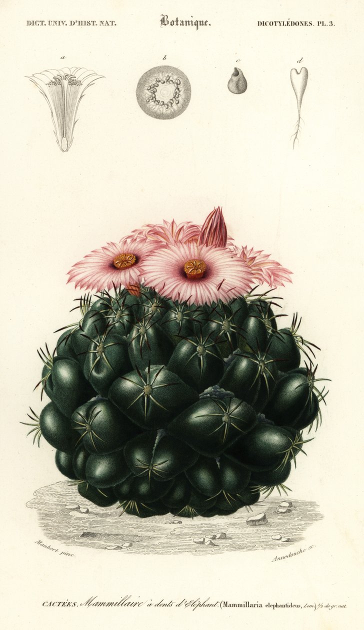 Kaptár kaktusz, Coryphantha elephantidens., 1849 (metszet) alkotó: Louis Joseph Edouard Maubert